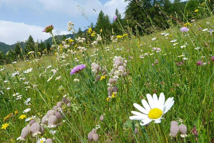 Giro ad anello Monte Corno